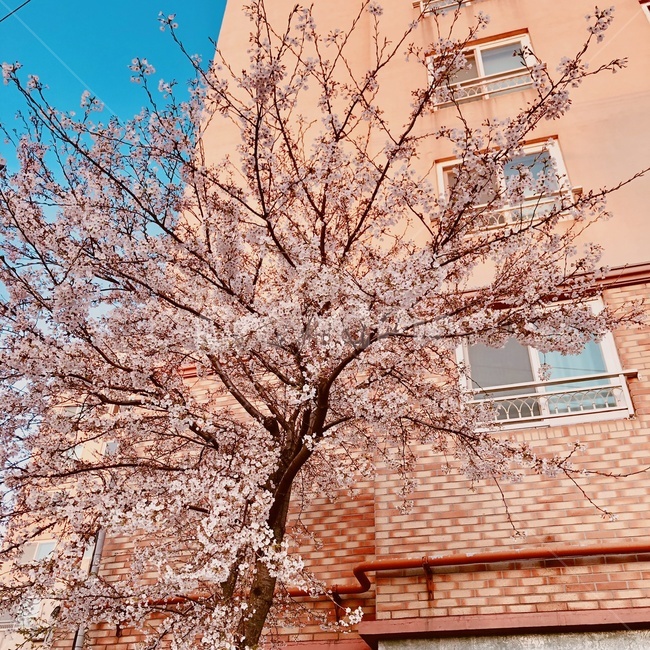 벚꽃,봄,꽃,하늘,나무,봄,계절,spring,season,plant,식물
