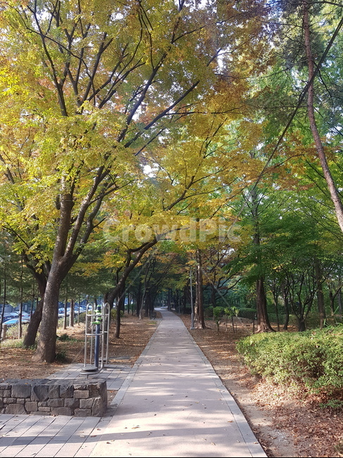 path,숲,forest,tree,나무,식물,treetrunk,나무줄기,초가을