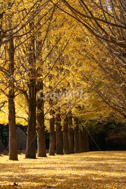 tree,나무,식물,plant,단풍,가을,계절,fall,autumn,season,자연,풍경,nature,landscape,나무,trees,wood,tree trunk,나무 줄기