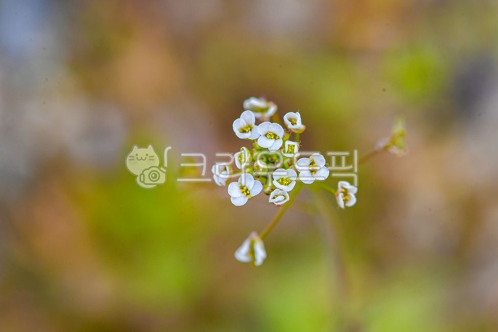 plant,식물,꽃,예쁜꽃,하얀꽃,작은꽃,자연,아름다운