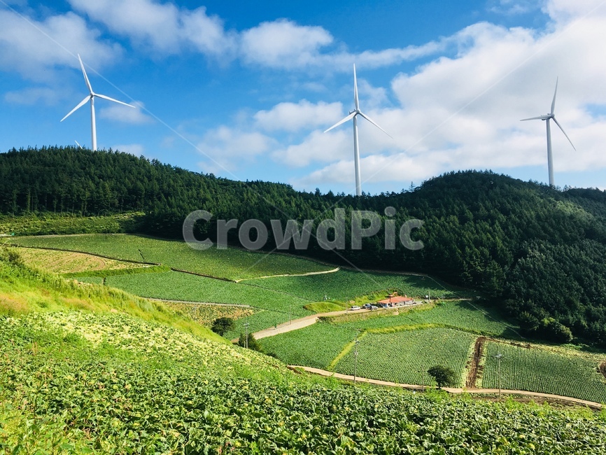 풍력발전기,고랭지,배추밭,풍차,하늘,산업,industry,industrial,에너지산업,energy industry,motor,모터,engine,엔진,machine,기계,wind turbine,풍력 터빈,turbine,터빈