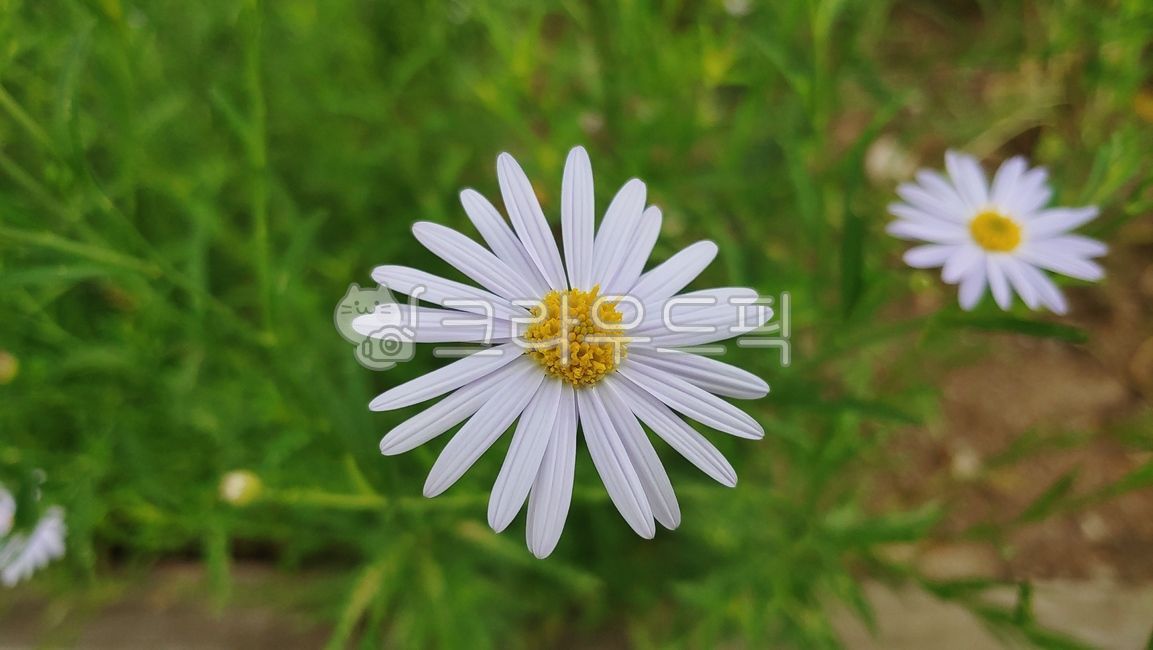 미굴쑥부쟁이,쑥부쟁이,꽃,flower,mugwort,asterlautureanus