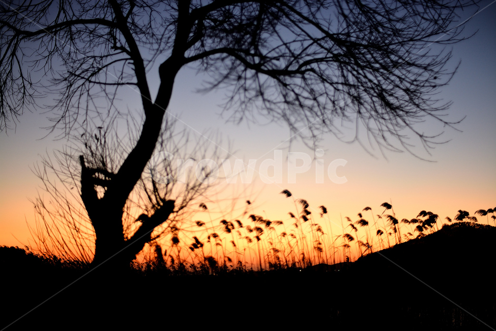 석양,풍경,야경,나무,노을,저녁,자연,자연,풍경,nature,landscape,실루엣,그림자,silhouette,shadow