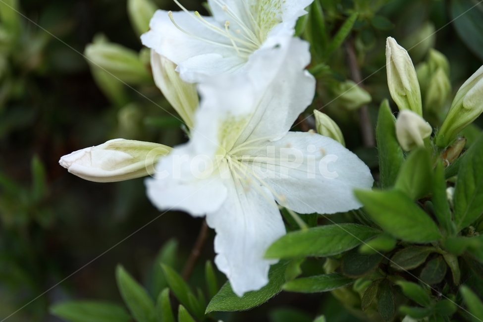 플라워,flower,식물,plants,나뭇가지,자연,nature,봄꽃,꽃사진,접사,마크로,macro,closeup,클로즈업,풍경,landscape,spring,한국자연,입춘,4월,april,감성,감성사진,힐링,힐링사진,느낌,feel,feeling,snap,스냅,스냅사진,백철쭉,이파리,잎사귀,흰철쭉,속씨식물,쌍떡잎식물,진달래목,꽃밭,화단,봄,계절,spring,season,식물,자연,plants,nature,꽃,flower,plant,blossom