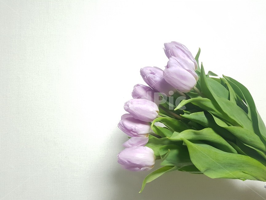꽃,튤립,보라색,보라색꽃,보라색튤립,flower,연보라색,꽃다발,식물,자연,plants,nature,꽃,flower