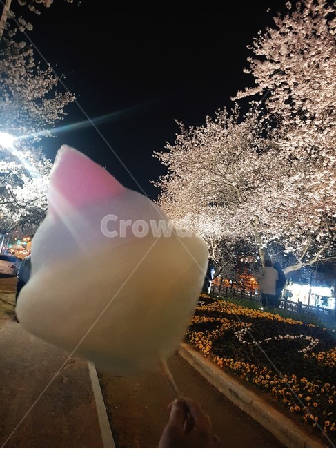벚꽃,솜사탕,밤,야경,꽃