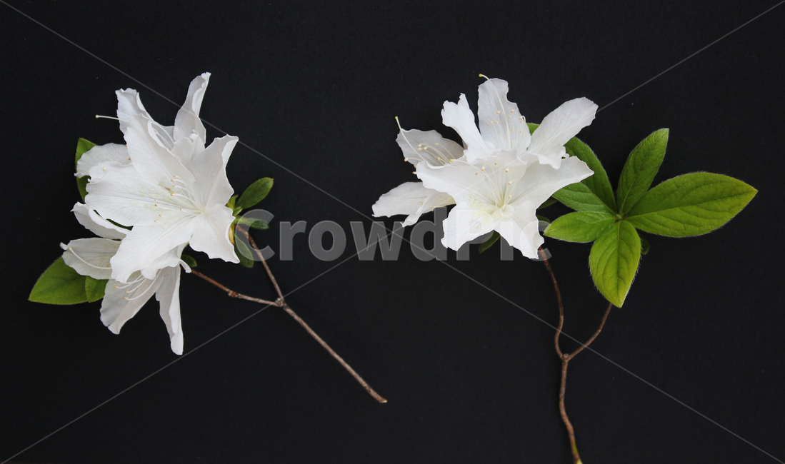 azaleas,azaleasflowers,closeup,decoration,detail,flower,fresh,green,leaf,leaves,macro,natural,nature,plant,royalazaleablossom,whiteazaleasflowers,철쭉,철쭉꽃,클로즈업,디테일,꽃,신선한,그린,녹색,잎,나뭇잎,잎사귀,자연,식물,플라워,진달래,검은색,검정,블랙,식물,자연,plants,nature,꽃,flower