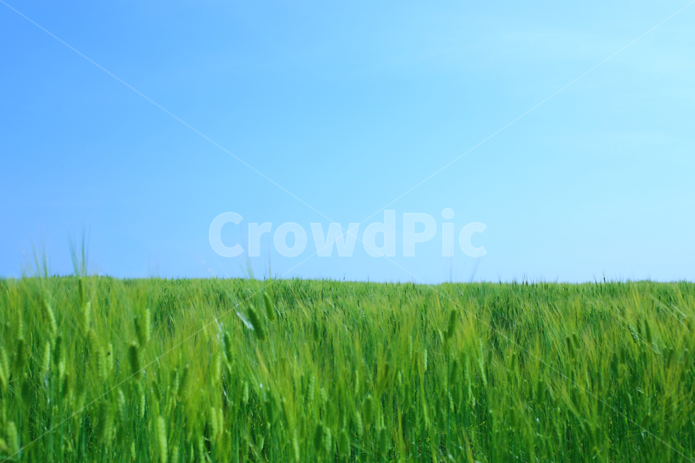 여름,하늘,청보리밭,풍경,배경,여름,계절,summer,season,자연,풍경,nature,landscape,field,들,outdoors,옥외,grassland,목초지