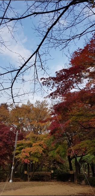 나무,식물,단풍,가을,풍경