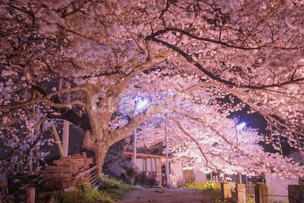 벚꽃,야경,봄꽃,봄,자연,나무,풍경,꽃,봄,계절,spring,season,자연,풍경,nature,landscape,야경,밤,nightscape,night,plant,식물,flower,blossom