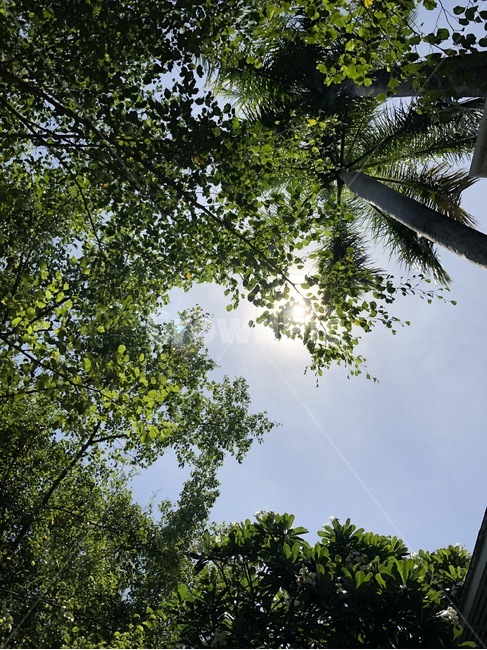 나무,햇빛,풍경,빛,배경,햇살,초록색,자연,휴식,식물,plants,nature,rest,healling