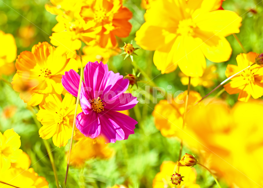 꽃,꽃잎,코스모스,자연,field,들,가을,식물,가을,계절,fall,autumn,season,식물,자연,plants,nature,꽃,flower,spring,봄,petal,plant,blossom