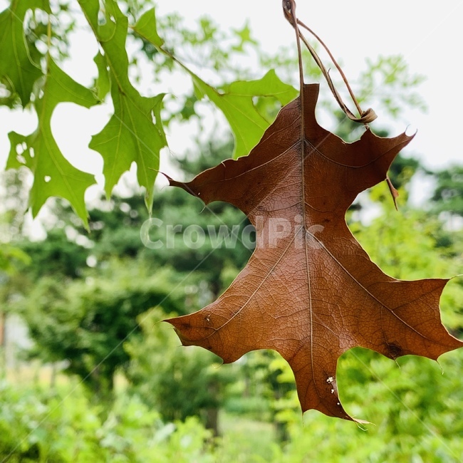가을,autumn,낙옆,driedleaf,fallenleaf,leaf,plant,식물,나뭇잎,잎