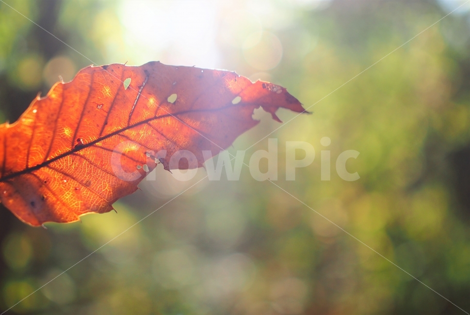 가을,나무,자연,단풍,낙엽,김성,나뭇잎,식물,잎사귀,필름,가을,계절,fall,autumn,season,식물,자연,plants,nature,휴식,힐링,rest,relaxation,healing,leaf,잎,plant,veins,정맥,fungus,진균류