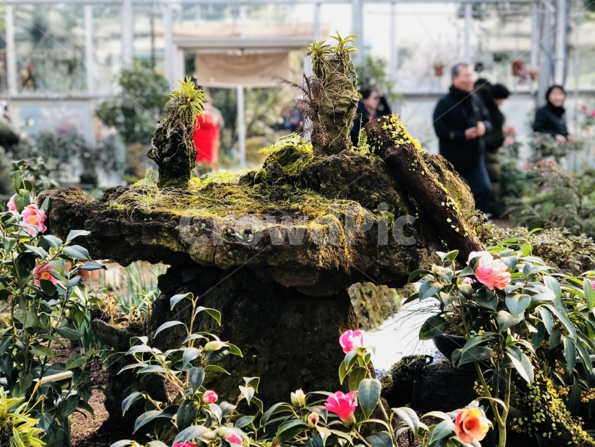 이끼,꽃,바위,돌,자연,식물,자연,plants,nature,꽃,flower