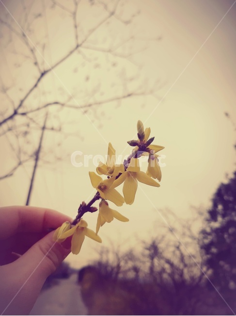 개나리,봄,아련한,추억,forsythia,memory