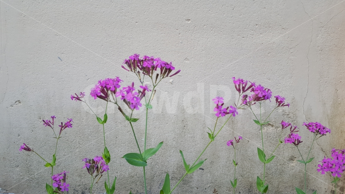 식물,꽃,보라,왕피분교,가을,울진,삼근,식물,자연,plants,nature,꽃,flower
