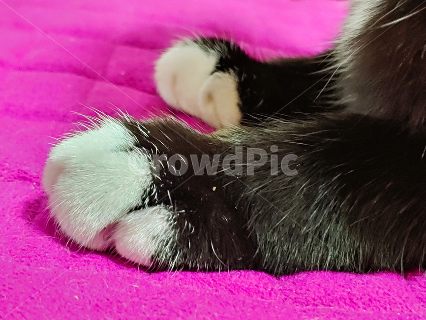 고양이,검정고양이,펫,블랙앤화이트,집고양이,집냥이,냥이,애완동물