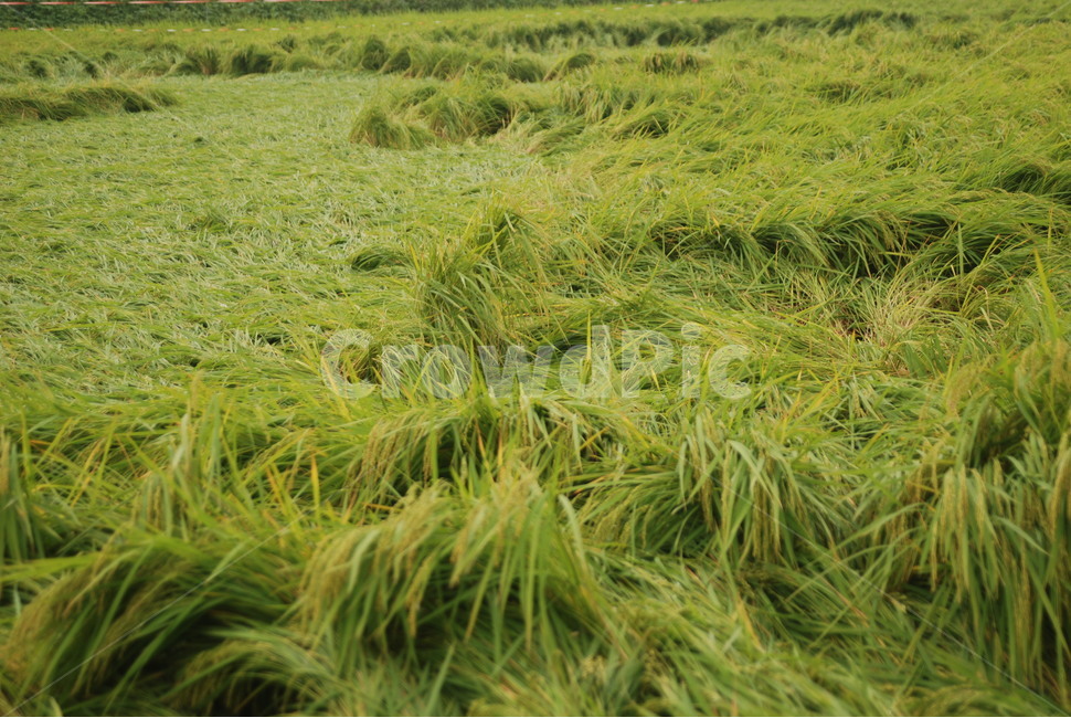 벼,들판,가을,곡식,나락,농업,농사,agriculture,farming,farming industry