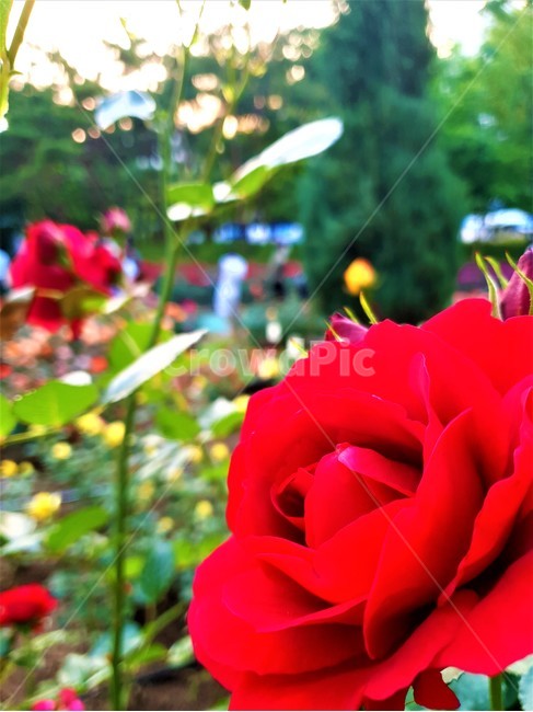 꽃,식물,자연,flower,plant,nature,식물,자연,plants,nature,꽃,flower
