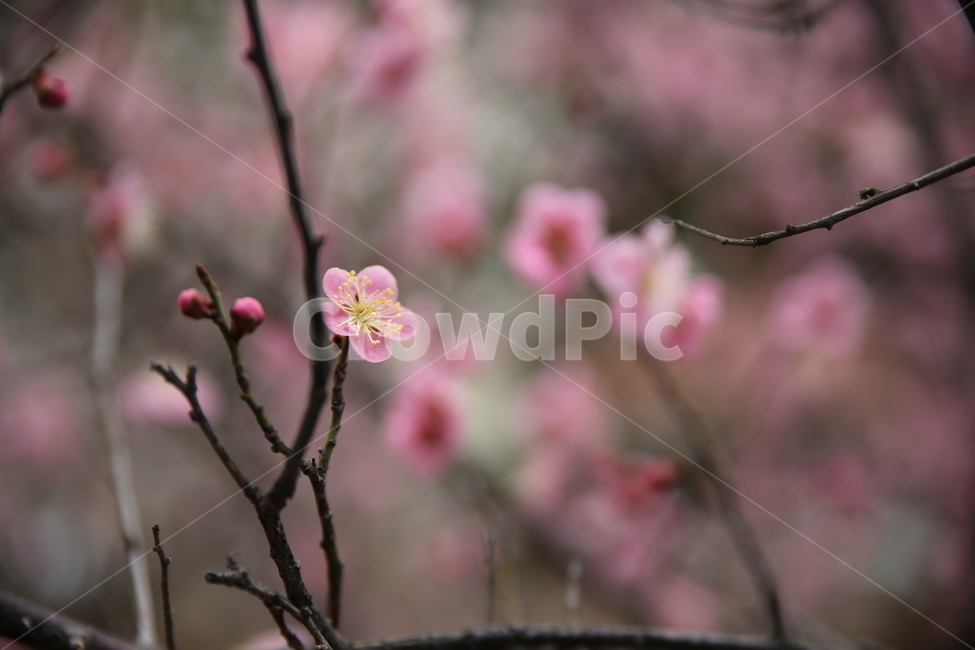 봄,매화,분홍,아름다움,꽃봉오리,봄,계절,spring,season,식물,자연,plants,nature,꽃,flower,plant,blossom