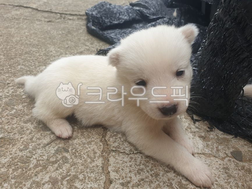 시고르자브종,시골개,시골,시골강아지,똥개,흰둥이,잡종,dog,babydog,새끼강아지,강아지,귀여운강아지,시골잡종,시골잡종개,새끼,동물,animal,시골동물,koreandog