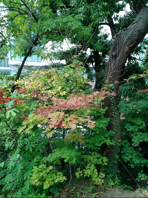 나무,단풍,plant,tree,leaf,잎,나뭇잎,나무줄기,maple,treetrunk,식물,자연,plants,nature