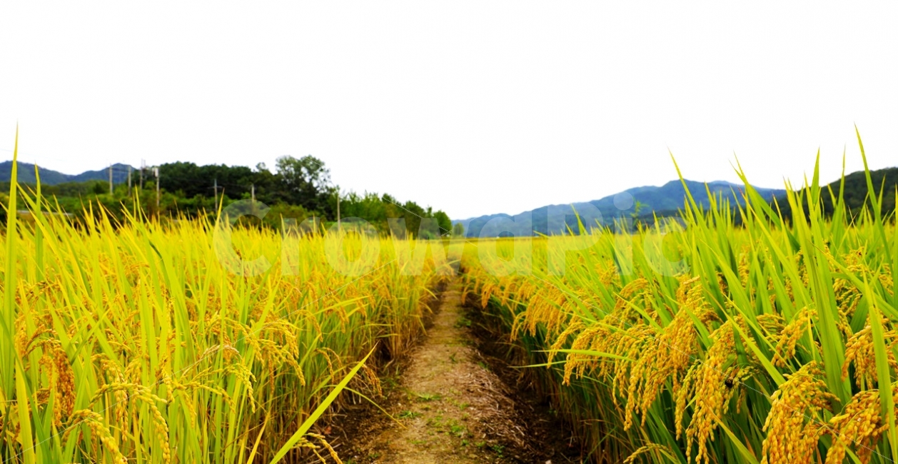 가울,풍경,시골,벼,바탕화면,자연,풍경,nature,landscape,시골,마을,country,rural,town,field,들,grassland,목초지,outdoors,옥외,paddy field,패디 필드