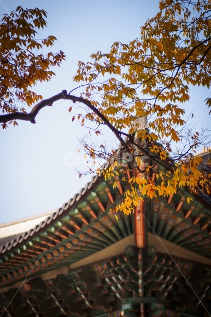 가을,낙엽,노랑,한옥,파랑,라이카,올림푸스,가을,계절,fall,autumn,season,한국전통,한국문화,korean traditional,korean culture,건축물,건물외관,exterior,building,structure,architecture,construction,건물,shrine,신사,pagoda,탑,temple,신전,worship,예배
