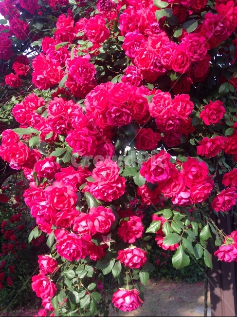봄,장미,붉은색,꽃,장미꽃,식물,자연,plants,nature,꽃,flower