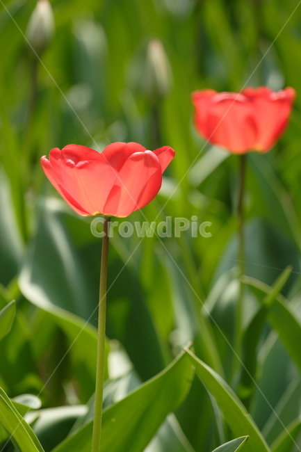 plant,식물,blossom,꽃,flower,튤립,쌍둥이,twin