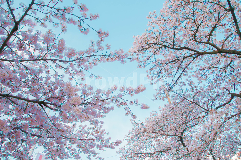 봄,벚꽃,감성사진,자연,계절,spring,꽃,season,금오산,벚꽃길,봄,계절,spring,season,꽃,flower,plant,식물,blossom,cherry blossom