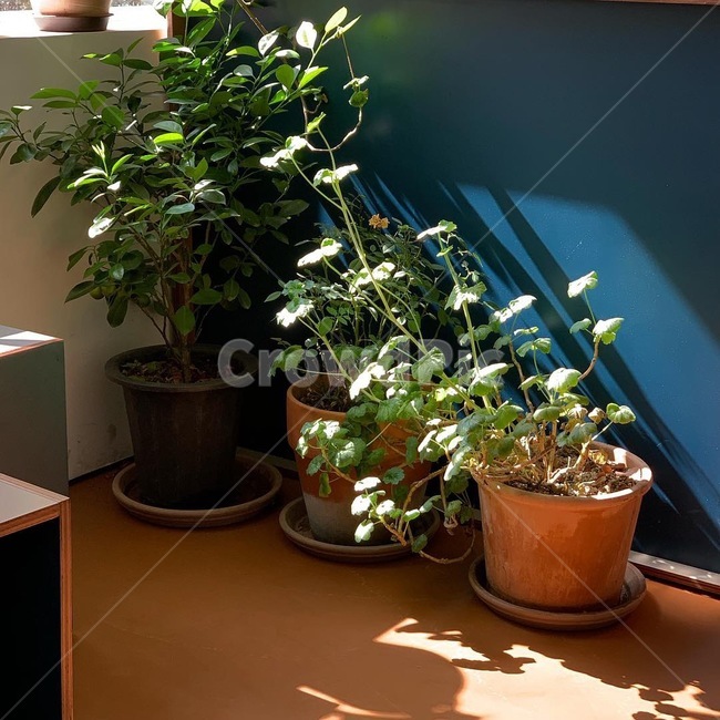 식물,나무,자연,인테리어,화분,햇살,식물,자연,plants,nature,꽃,flower,실내용화초,화분,화초,house plant