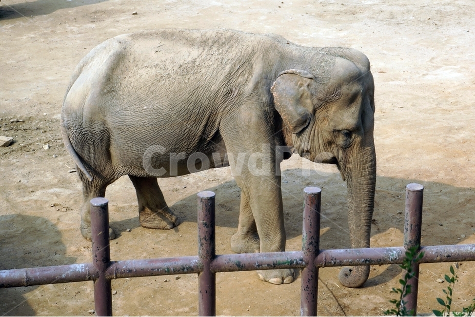 동물원,초가을,초식동물,animal,zoo,코끼리,아시아코끼리,코,elephant,big,huge,giant,동물,animal,포유류,mammal