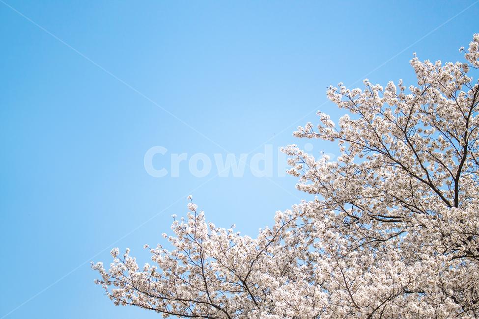 벚꽃,하늘,봄,나들이,배경,계절,꽃,자연,식물,한국,봄,계절,spring,season,자연,풍경,nature,landscape,plant,blossom,flower