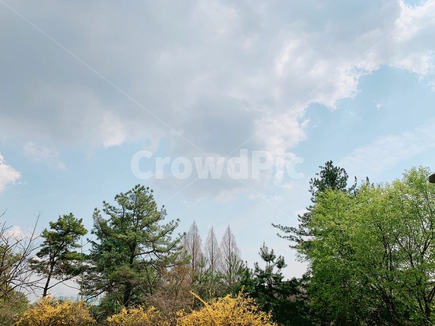 봄,하늘,구름,꽃,나무,개나리,햇빛,해,sun,tree,달,moon,spring,sky,flower,햇살,배경,자연,풍경,nature,landscape,fir,전나무,plant,식물,conifer,구과 식물