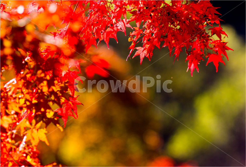 늦가을,만추,단풍,당단풍,단풍잎,가을정취,가을,계절,fall,autumn,season,식물,자연,plants,nature,leaf,잎,plant,tree,나무