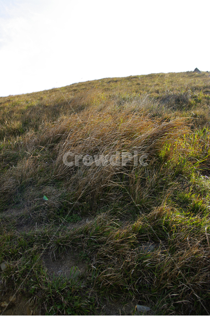 하늘,언덕,풀,잡초,풍경,식물,slope,경사,outdoors,옥외,nature,자연,grassland,목초지,field,들