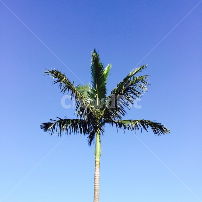 야자수,열대식물,열대지방,나무,하늘,나무,trees,wood