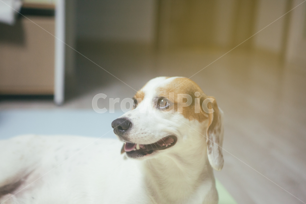 반려동물,강아지,개,비글,동물,애완동물,animal,dog,doggy,companionanimal,pet,beagle,동물,animal,개,강아지,dog,doggy,감성,sensible,feeling