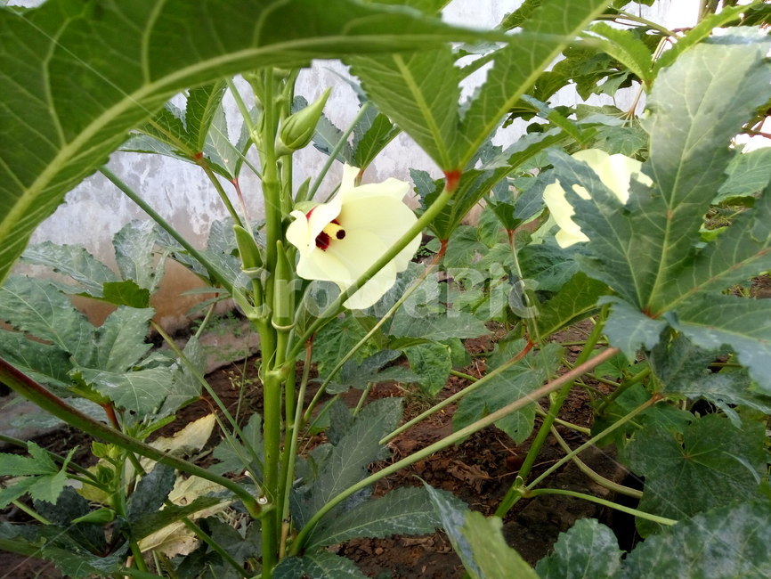 오크라,오크라꽃,okra,오크라나무,야생오크라
