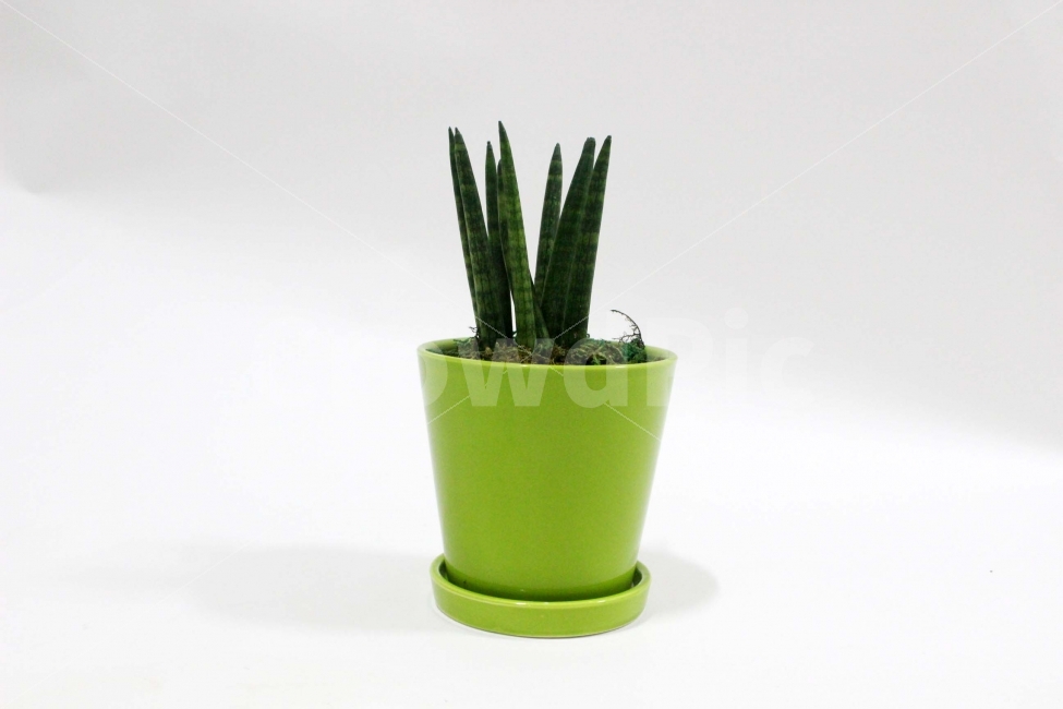식물,화분,다육이,해피트리,미니화분,미니,여름,봄,초록,식물,자연,plants,nature,누끼,remove background