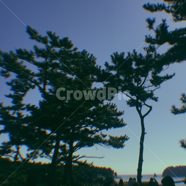 나무,자연,제주도,풍경,초록색,하늘,파란색,구름
