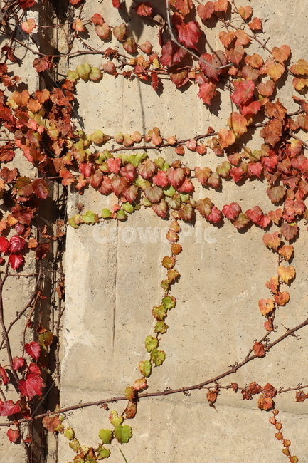 담쟁이넝쿨,단풍,벽,주황,그린,노랑,하트,가을,나란히,가을,계절,fall,autumn,season,leaf,잎,plant,식물,wall