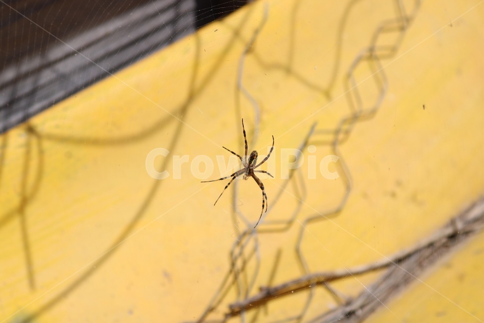 거미,거미줄,곤충,노랑,시골,spider,kumo,insect,konchuu,yellow,kiiro,동물,animal,곤충,벌레,insect,bug