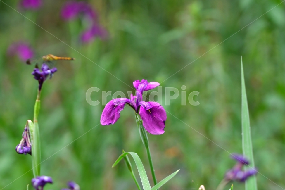 야생화,꽃,자연,봄,산,식물,자연,plants,nature,꽃,flower,동물,animal,곤충,벌레,insect,bug
