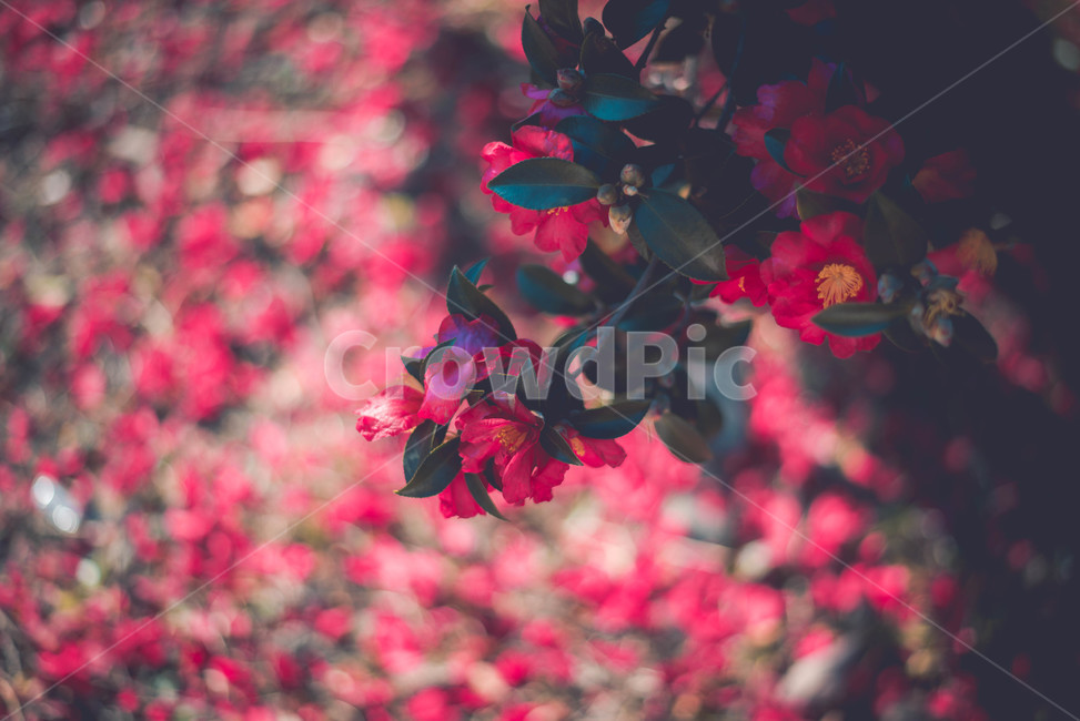 plant,식물,leaf,잎,petal,꽃잎,flower,blossom,꽃,식물,자연,plants,nature,꽃,flower
