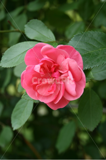 식물,flower,꽃,붉은꽃,장미,식물,자연,plants,nature,꽃,flower