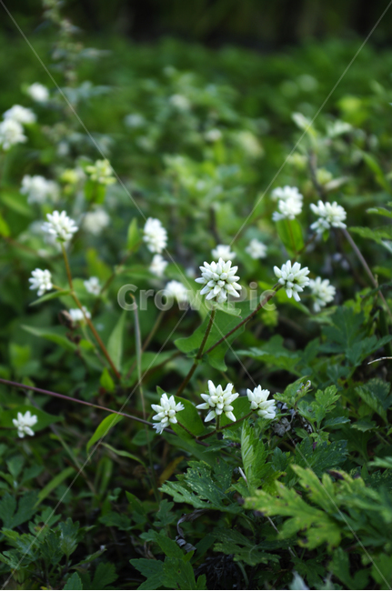 꽃,풀,flower,식물,color,식물,자연,plants,nature,꽃,flower