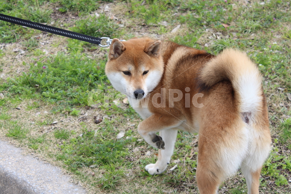 강아지,dog,시바견,shiba,산책,동물,animal,포유류,mammal,개,강아지,dog,doggy